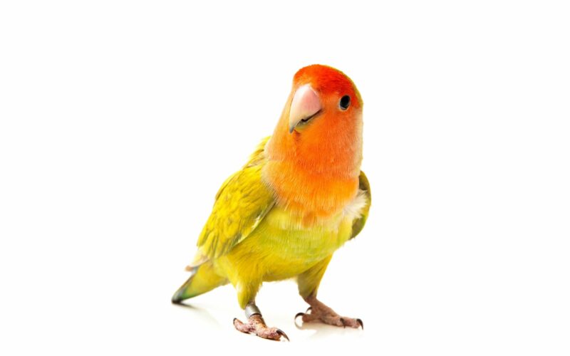 Consejos para cuidar a tu Ave en casa | Guía para principiantes de dueños de Pájaros