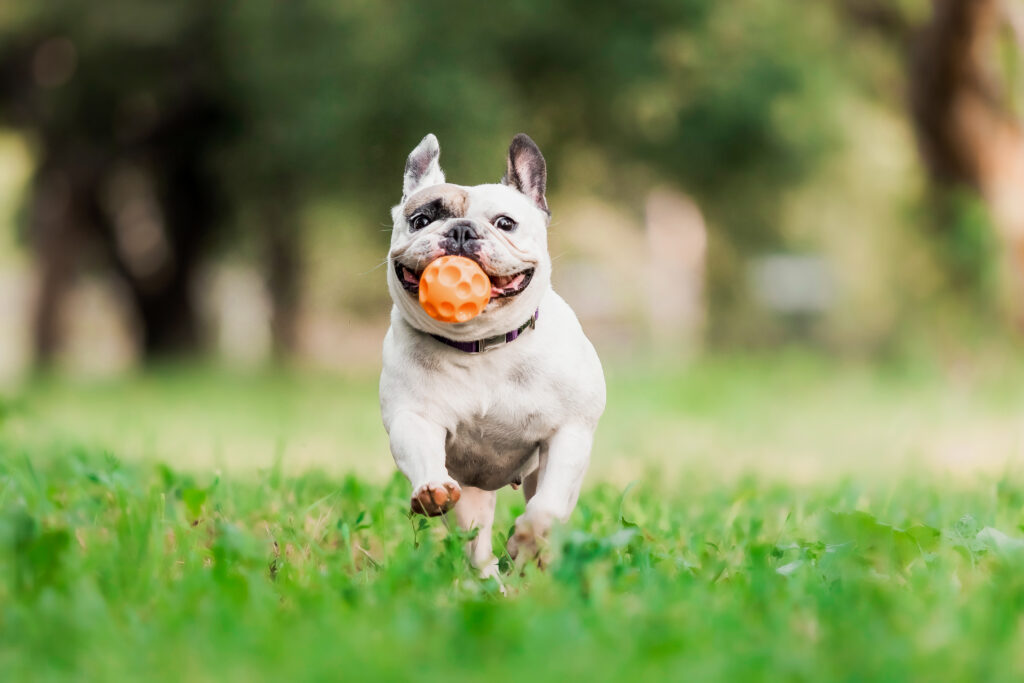 A dog runs through the grass with a ball in his mouth.