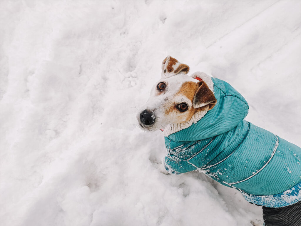 Dog Jack Russell in winter clothes on a walk in the snowdrifts in winter