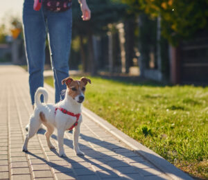 Cómo Entrenar a tu Perro para que Sea un Ciudadano Canino Ejemplar