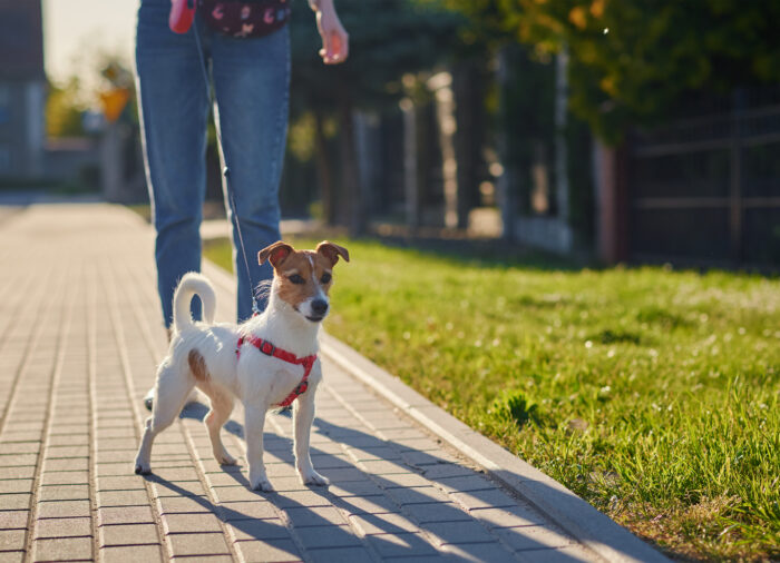 Cómo Entrenar a tu Perro para que Sea un Ciudadano Canino Ejemplar