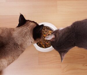 Guía para Elegir el Alimento Adecuado para tu Gato
