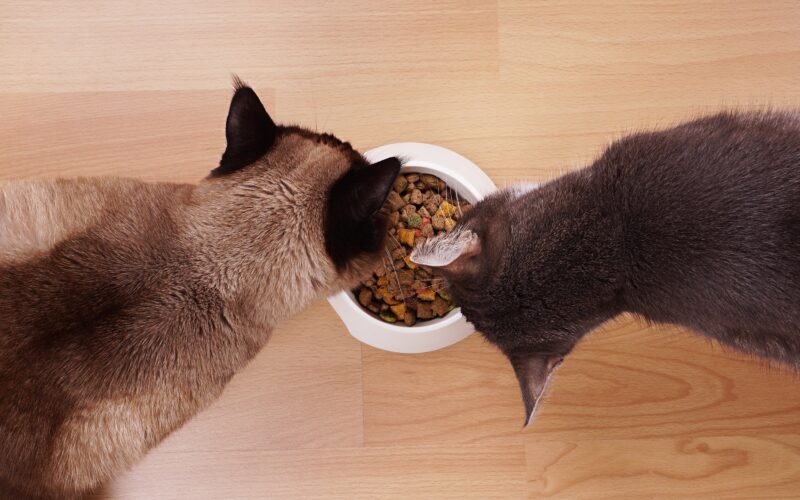 Guía para Elegir el Alimento Adecuado para tu Gato