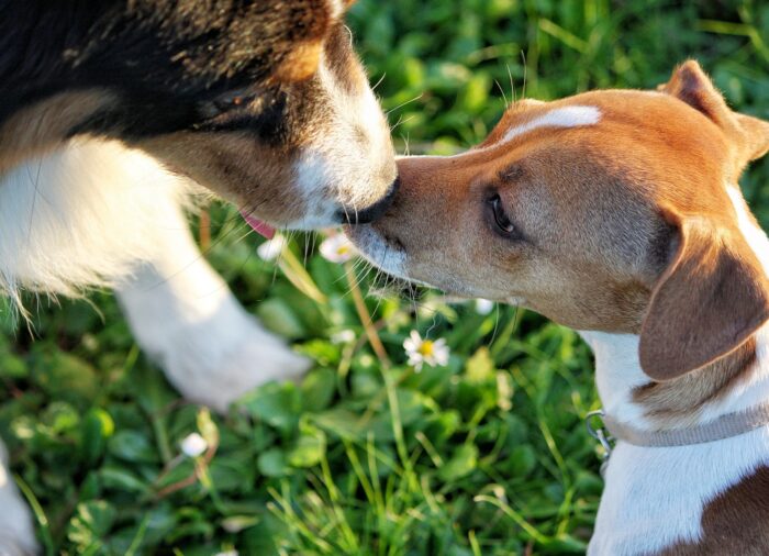 La Importancia de la Socialización Temprana en Cachorros: Consejos para Dueños Primerizos