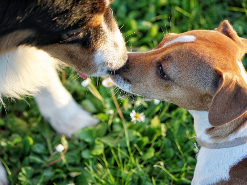 La Importancia de la Socialización Temprana en Cachorros: Consejos para Dueños Primerizos