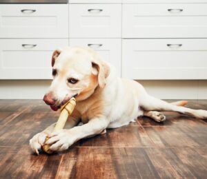 Entrenamiento Canino: Estrategias Efectivas para Corregir Comportamientos no Deseados
