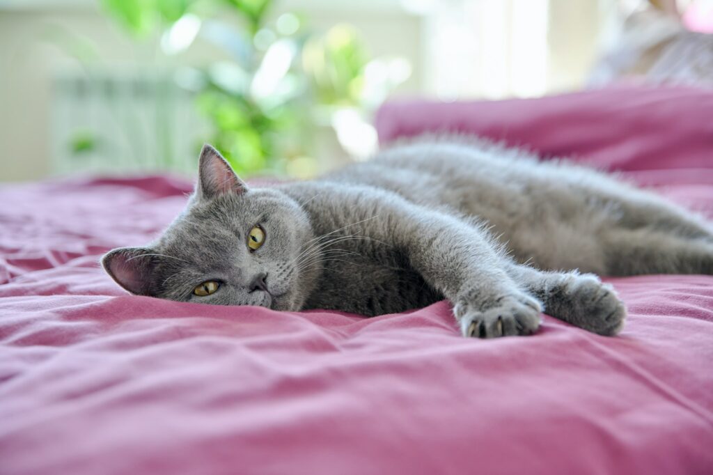 Relaxed purring gray cat lying on bed, in interior of bedroom