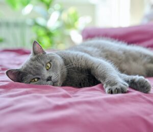 Consejos para Controlar la Ansiedad en Gatos