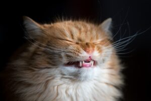 Funny ginger cat.