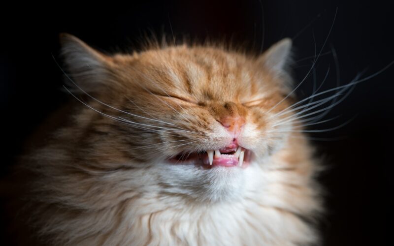 Cuidados Dentales para Gatos: Consejos para una Sonrisa Saludable