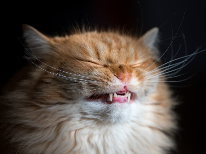 Cuidados Dentales para Gatos: Consejos para una Sonrisa Saludable