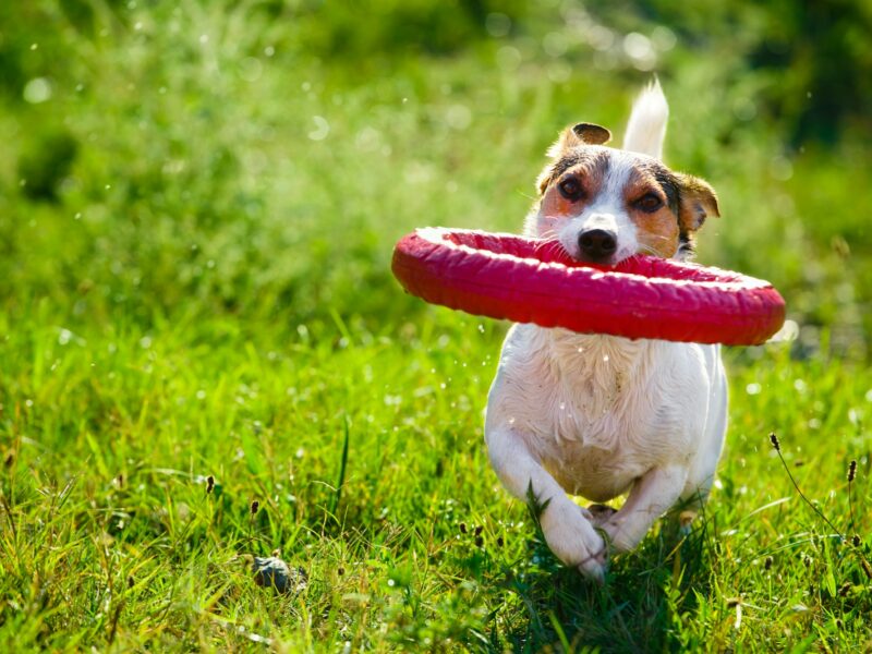 Guía de los Mejores Juguetes para Perros Activos: ¡Haz que la Diversión con tu Amigo Peludo sea Inolvidable!