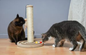 two curious pets examining new cat tree and playing with cat toys in domestic living room